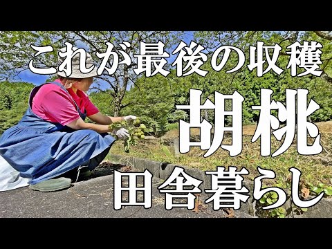 クルミの収穫と保存: 最良のヒント 庭の練習