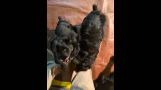 Bouvier des Flandres Puppies Videos
