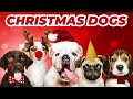 Dogs Barking Jingle Bells Funniest Christmas Song For Your Pet Conrad Askland