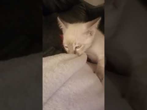 Siamese kitten sucks blanket