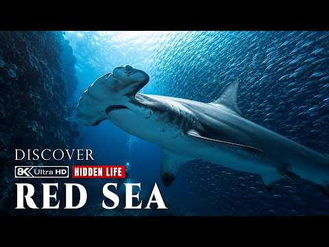 The Red Sea: Hidden Life Beneath One of Earth s Most Ancient Seas