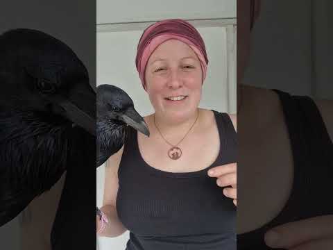 What is the difference between a raven and crow?