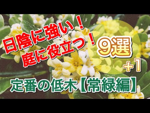 成長の早い木や低木: 急速に日陰を提供します トピックス