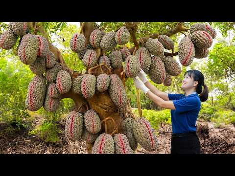 Harvesting Rare Custard Apples to Sell | Selling Everything to Traders at the Highest Price