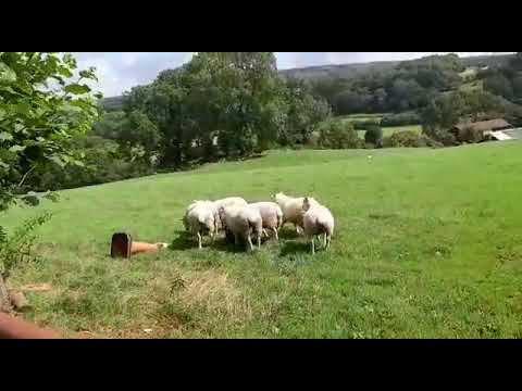 , title : 'Owce walijskie(prezent filmowy od Anna D Travel)🐏🐑Anula dziekuje🖐'