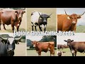 Unique Cattle Breeds From Different Countries And Continents Around The World