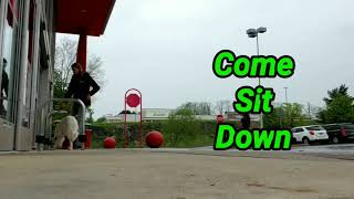 Download Lagu Stamford Dog Trainers / New Haven Dog Trainers / 7 Month Mix, Jack Thumbnail