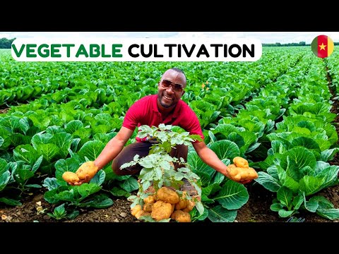 Farming in Africa - Multi Million Vegetable and Potatoes Cultivation in Cameroon.