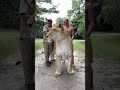 Is this this biggest cat in the world 😳
