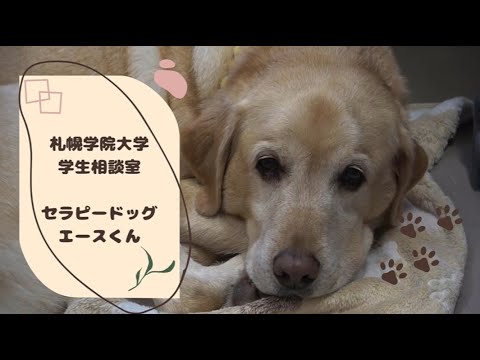 経済学科 札幌学院大学 学生相談室 セラピードッグ エース Vol.7