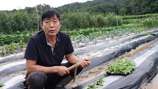 가을김장배추 2차로 2판 더 심었습니다. 심는방법은???
