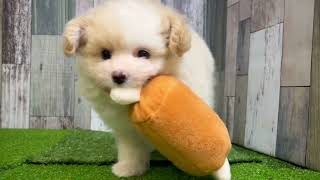 ハーフ犬の動画01