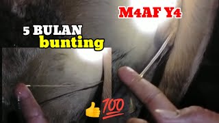 Download lagu CIRI CIRI SAPI INDUKAN BUNTING 5 BULAN KELUAR L3NDIR KENTAL NYA SEERTI INI# mp3 Download lagu CIRI CIRI SAPI INDUKAN BUNTING 5 BULAN KELUAR L3NDIR KENTAL NYA SEERTI INI# mp3