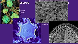 Intro to Scanning Electron Microscopy (SEM)