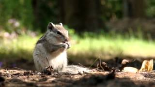 preview picture of video 'Chipmunk Eating Nuts'