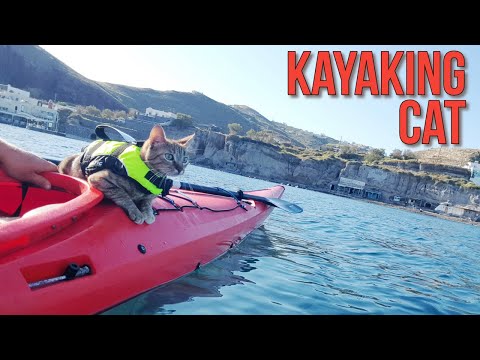 Kayaking Cat (Kitten Nala) 😻