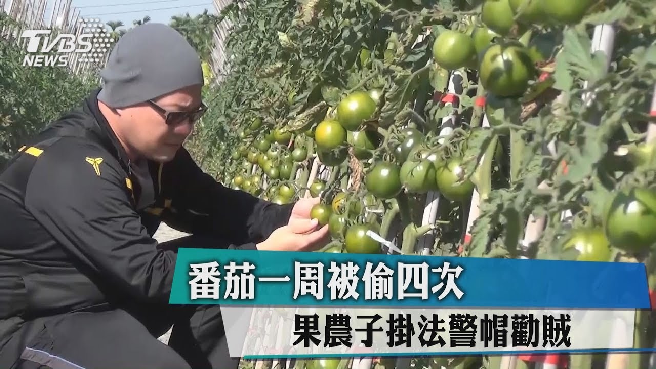 辛苦了!農作番茄屢遭竊 法警「這招」勸賊