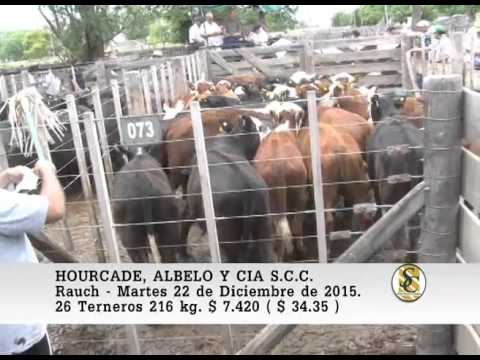 22-12-15 Ventas de Machos - Hourcade, Albelo y Cia S.C.C. - Rauch.