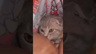 おいネッコそこ変われ下さい#shorts