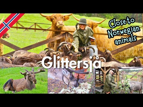 Glittersjå: Norway’s Hidden Mountain Farm You’ll Never Forget