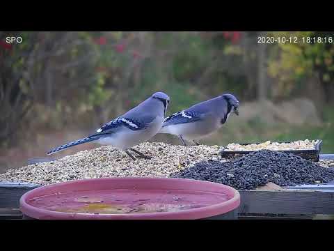 Blue Jay Calling - Food Call