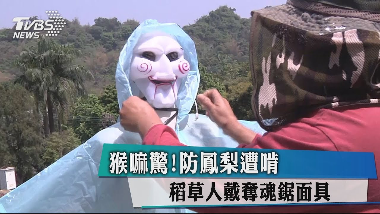 猴嘛驚！防鳳梨遭啃　稻草人戴奪魂鋸面具