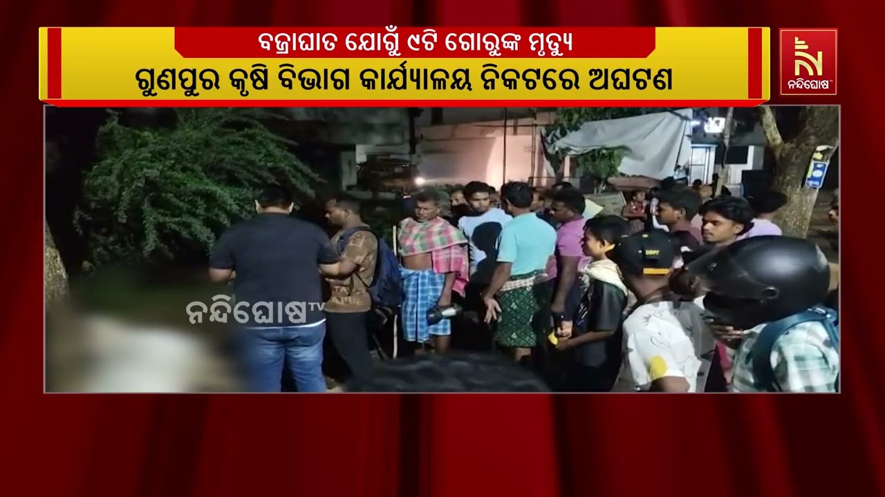 ରାୟଗଡା ଜିଲ୍ଲା ଗୁଣପୁର ସହରରେ ବଜ୍ରାଘାତ ଯୋଗୁଁ ୯ଟି ଗୋରୁଙ?