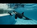 Killer Whale Attacks Trainer Jessica In Shocking Pool Encounter