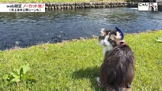 Vol.127「にゃん旅鉄道」養鱒公園で遊ぶにゃ～！