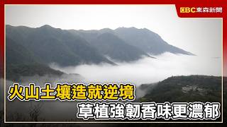 火山土壤造就逆境 草植強韌香味更濃郁