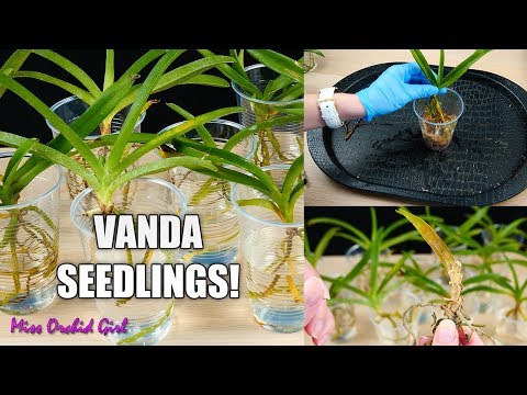 Vanda Orchid Seedlings Project! - I will grow these Orchids from babies to bloom size! 🥳
