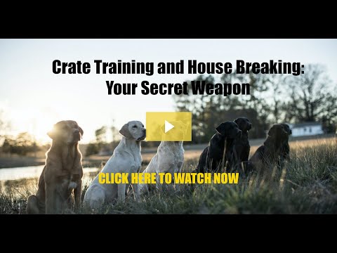 Crate Training and House Breaking: Your Secret Weapon