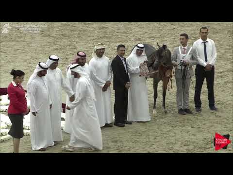 N.50 D MUMAYYAZAH - BRONZE - Fillies Championship