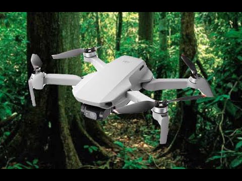 Mini 2 Entra na Mata