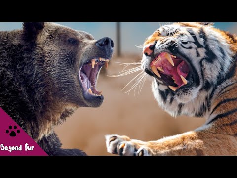 Grizzly Bear vs Siberian Tiger-Do Tigers Eat Bears and Who Wins the Battle?