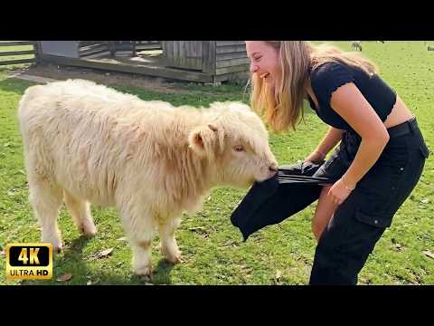 When Animals Catch Humans by Surprise in Hilarious Ways 🤪 New Funniest Animal Videos