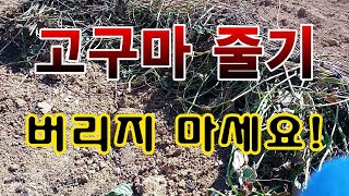 [텃밭농부.819]  고구마 줄기 버리지 마세요! 고구마재배