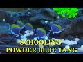 Ikan Hias Air Laut Botana Blue Tang