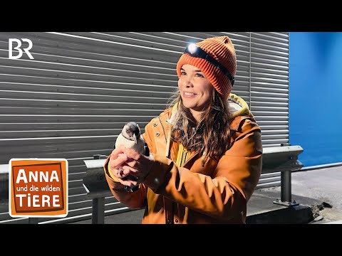 Auf Papageitaucher-Patrouille | Reportage für Kinder | Anna und die wilden Tiere | BR