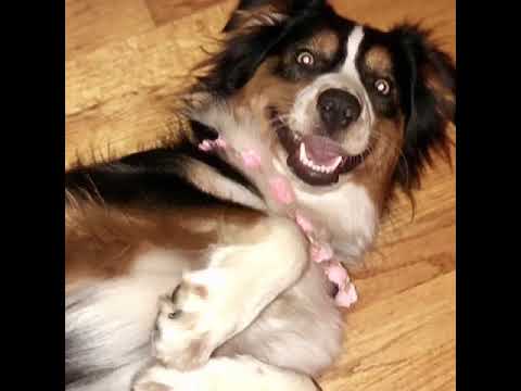 Cleopatra, an adopted Australian Shepherd & Border Collie Mix in Palatine, IL_image-1
