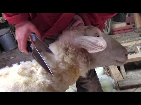 , title : 'Wie man Hand-Schafscheren schärft (und ein kleiner Tip zum leichteren Gebrauch)'