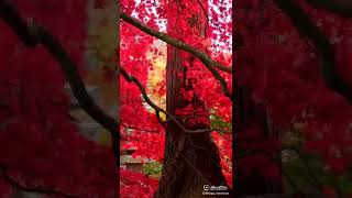 Download lagu Bunga Sakura || Cherry Blossoms mp3 Download lagu Bunga Sakura || Cherry Blossoms mp3