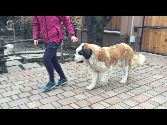 Saint Bernard puppy for sale