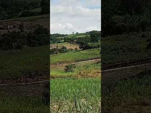 sítio brejinho / Quipapa / PE / #nordeste #shorts