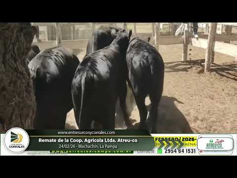 24-02-26 - Remate de la Coop. Agrícola Ltda. Atreu-co,  Macachín, La Pampa