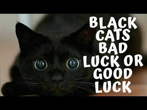 Black cats - bad luck or good luck