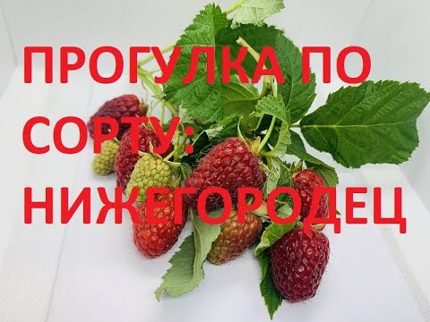 Нижегородец 1