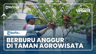 Berburu Anggur di Taman Agrowisata Palu, Pengunjung Bisa Memetik Buah Sendiri