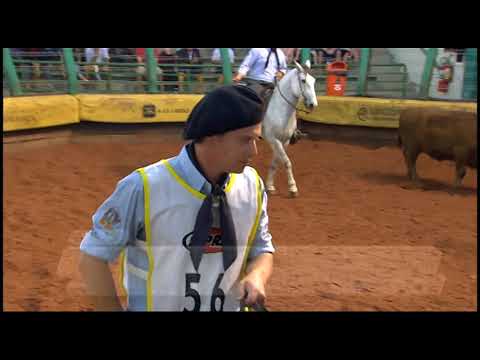 Classificatória Gaúcha - 2º lugar machos - Dardo dos Castanheiros (Mangueira II)