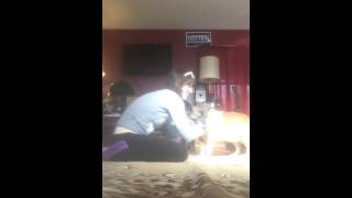 Dog gets tickled until he can't take it anymore.